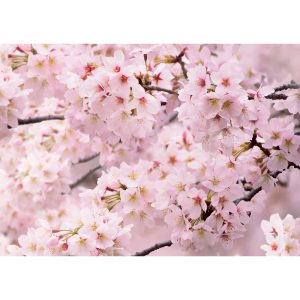 Fotó tapéta Sakura 180 x 127 cm
