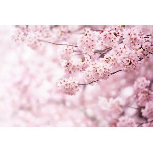 Sakura XXL fotó háttérkép 360 x 254 cm