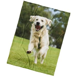 BedTex Mikroplyš takaró Golden Retriever